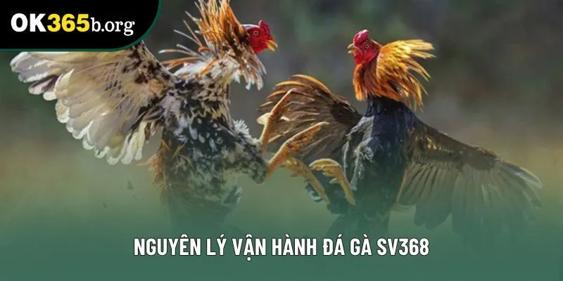 Nguyên lý vận hành đá gà SV368 Nguyên lý vận hành đá gà SV368